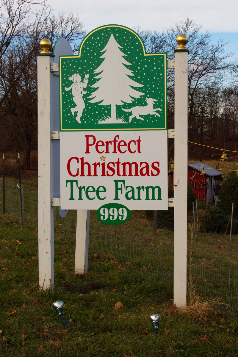 Perfect Christmas Tree Farm in Phillipsburg, New Jersey