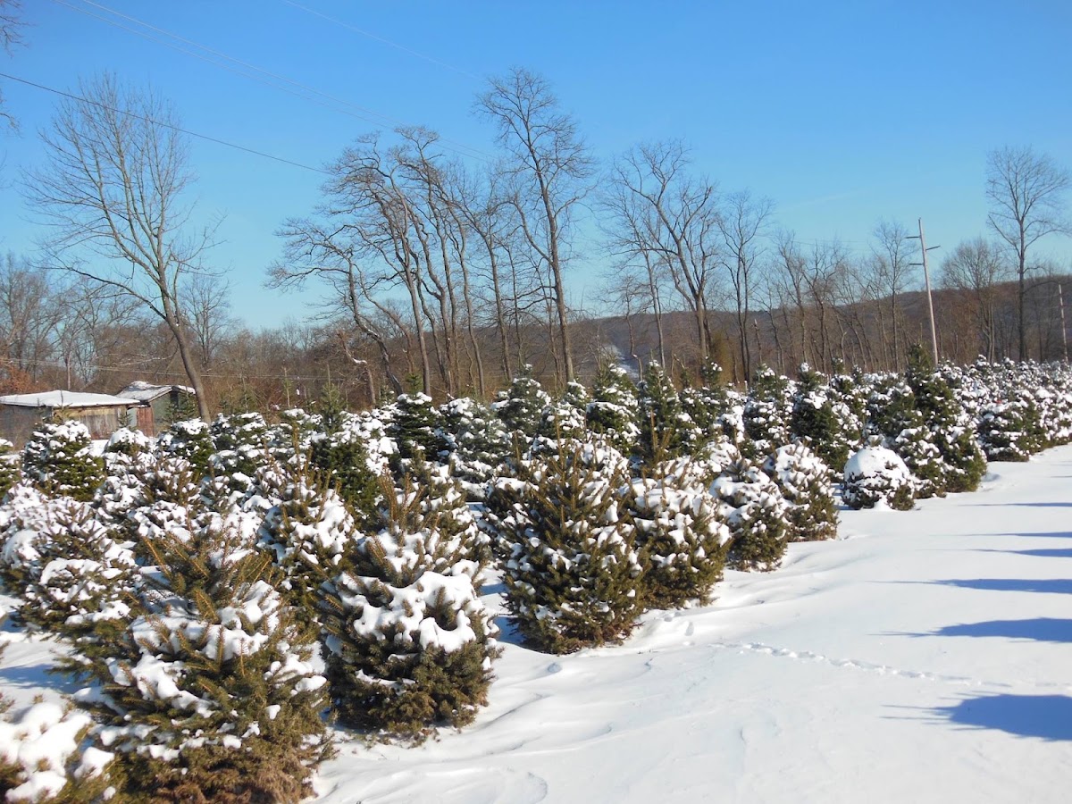 Perseverance Tree Farm in Bechtelsville, Pennsylvania