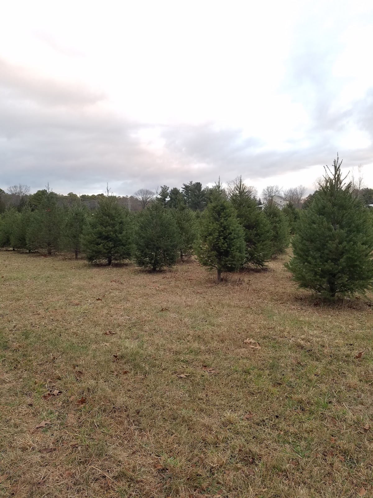 Petrongolo Evergreen Plantation in Hammonton, New Jersey