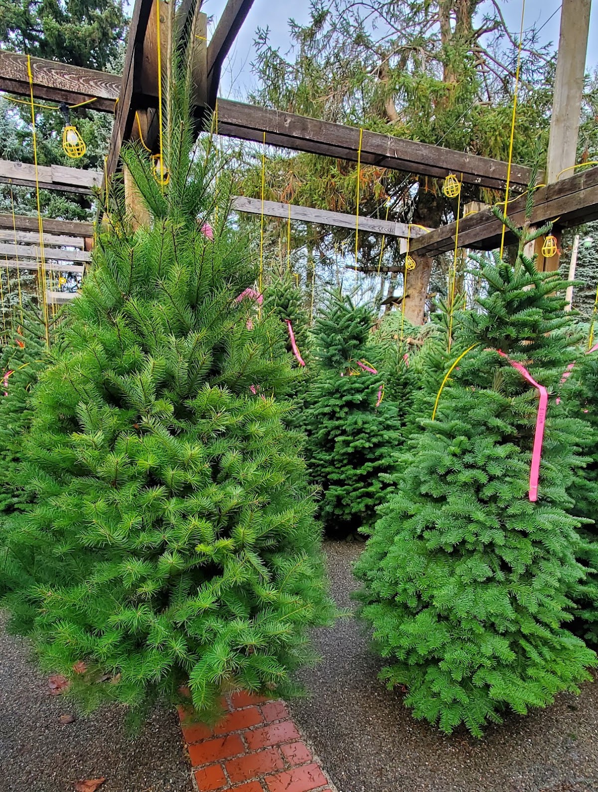 Pfaff's Christmas Tree Farm in Auburn, Washington