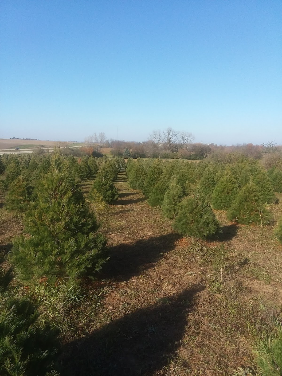 Phillips Christmas Trees in Heyworth, Illinois