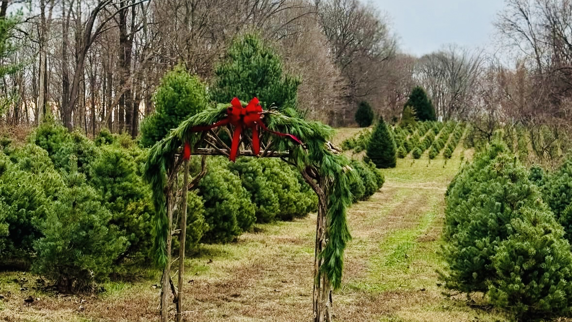 Phillipstown Christmas Tree Farm in Crossville, Illinois