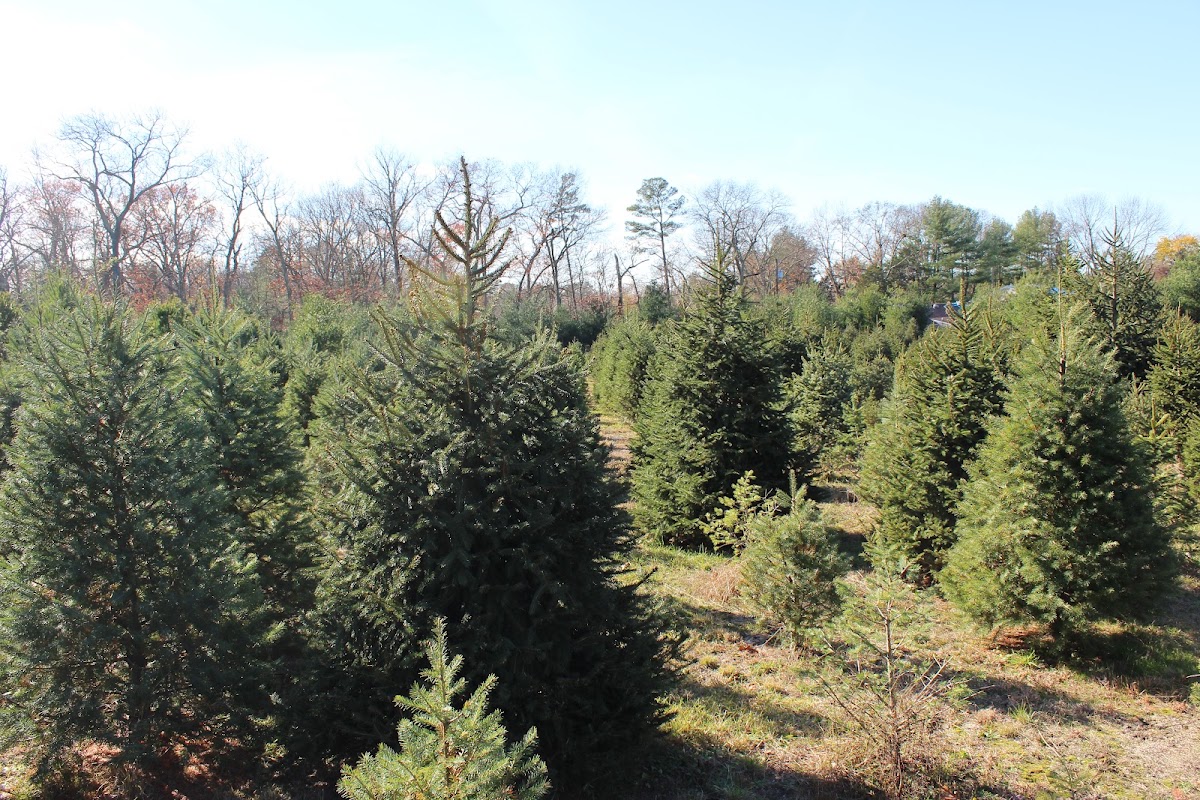Picea Acres in Jackson Township, New Jersey