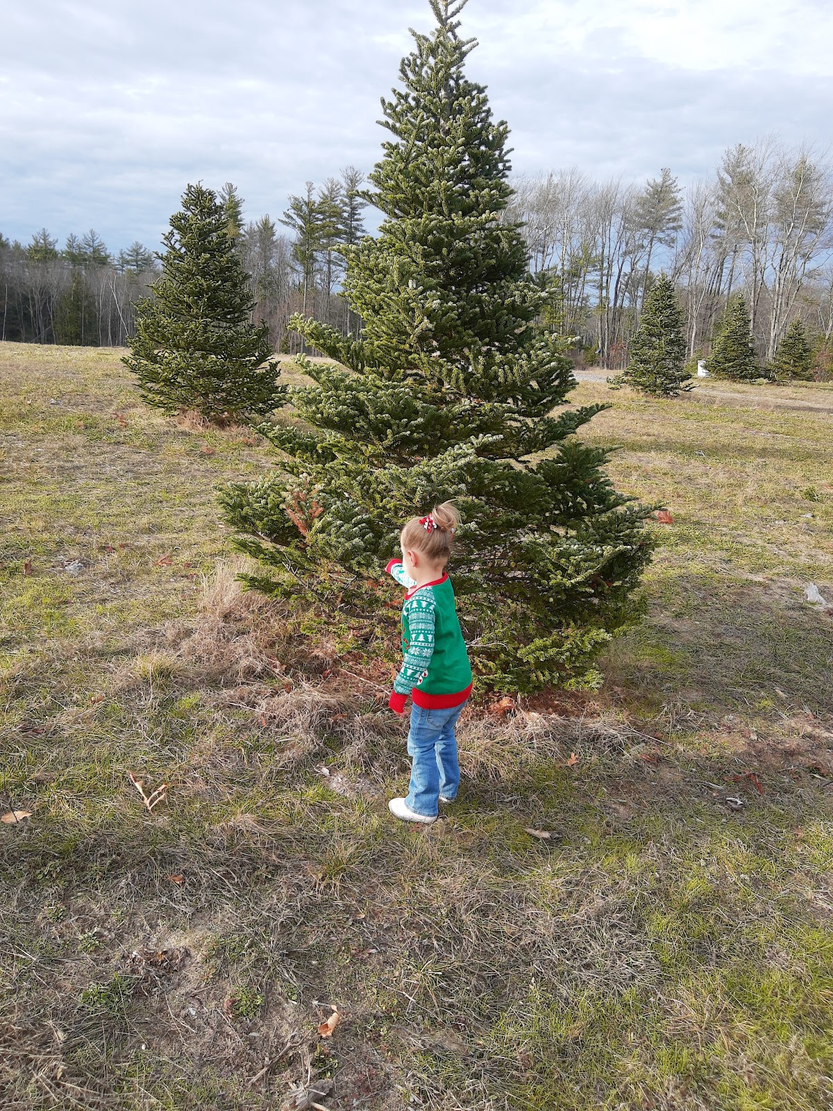 Pierce's Tree Farm in Lunenburg, Massachusetts