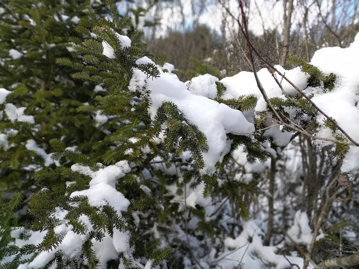 Pieropan Christmas Tree Farm in Ashfield, Massachusetts