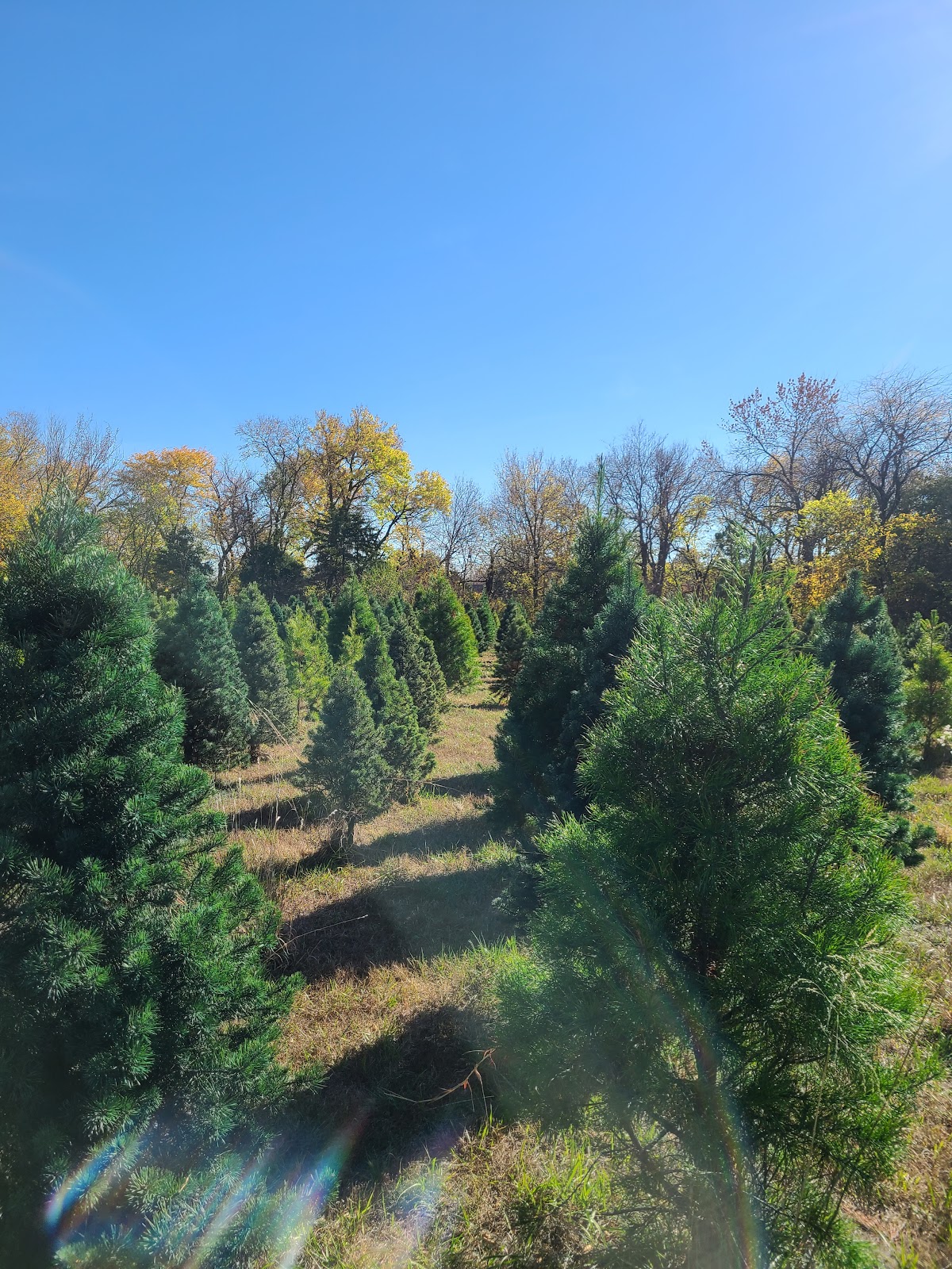 Pine Lake Christmas Tree Farm in Derby, Kansas
