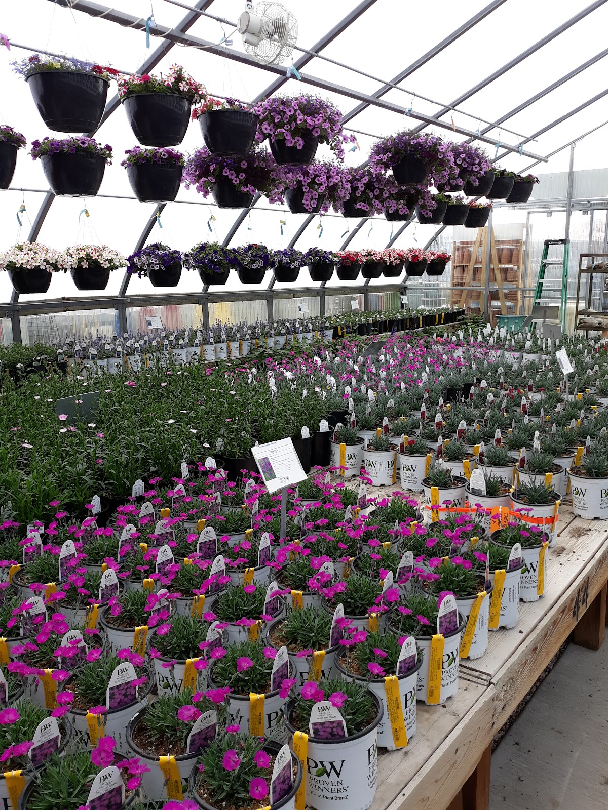 Pine Lane Nursery in Parker, Colorado