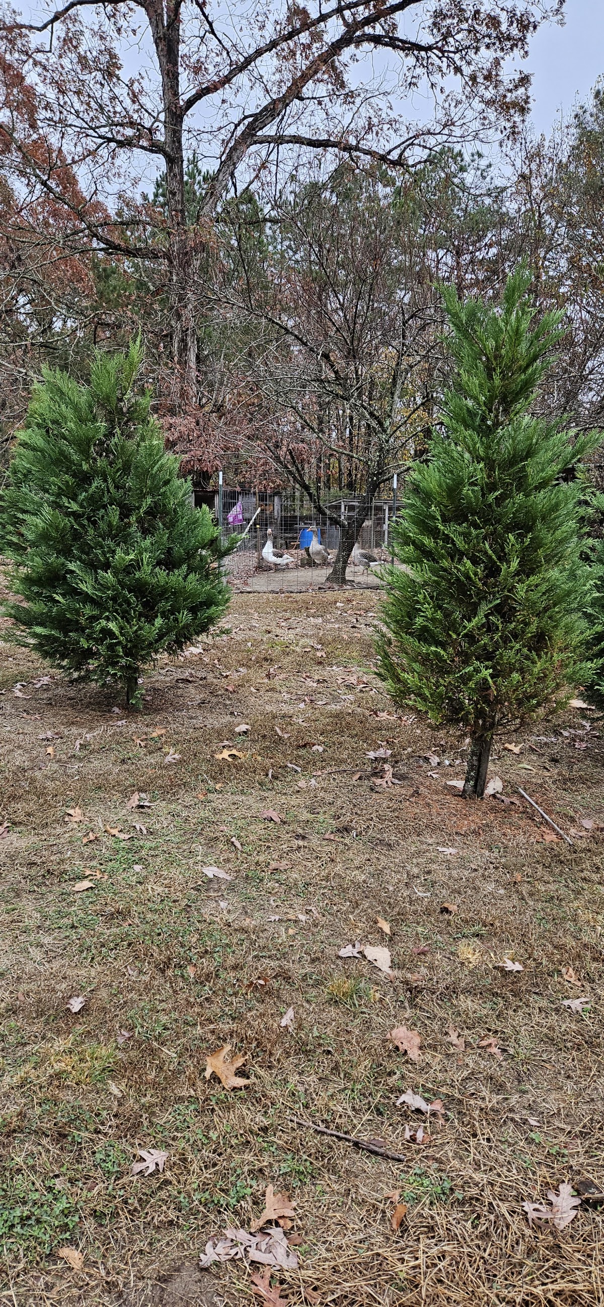 Pine Mountain Tree Farm in Walnut, Mississippi