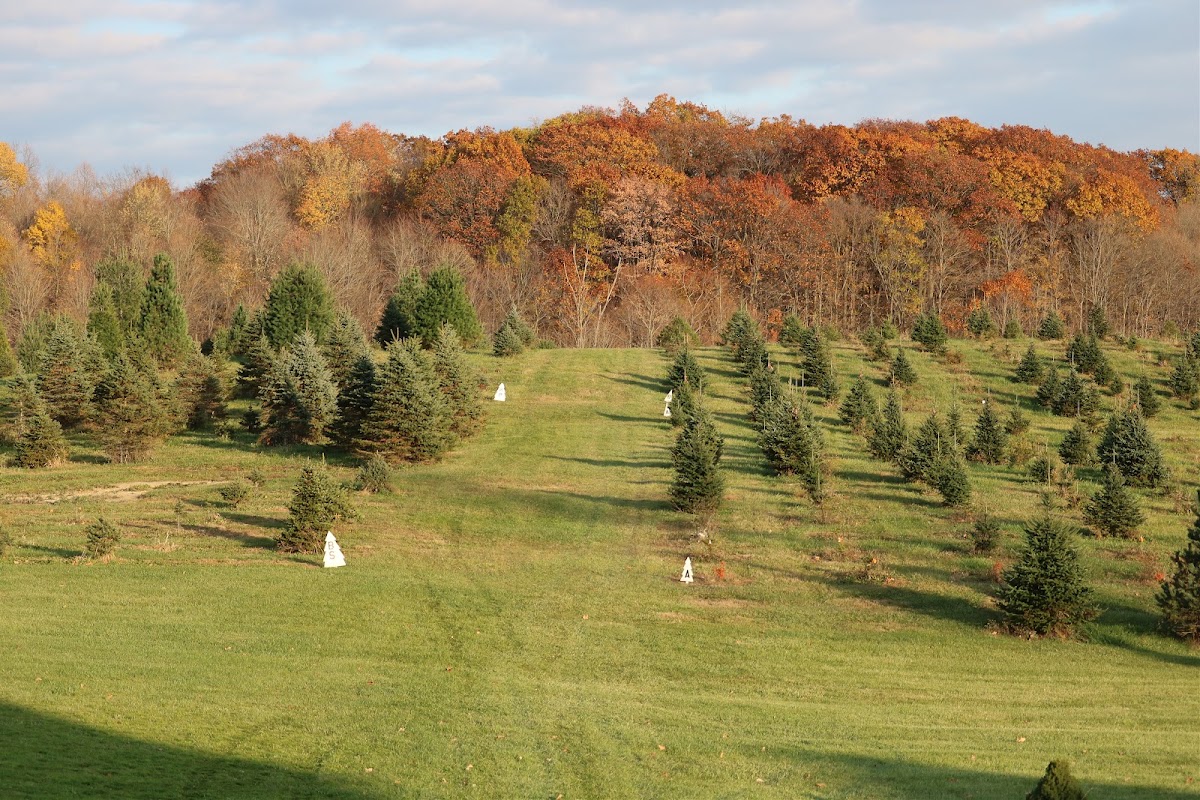 Pine Ridge Tree Farm in Wakeman, Ohio