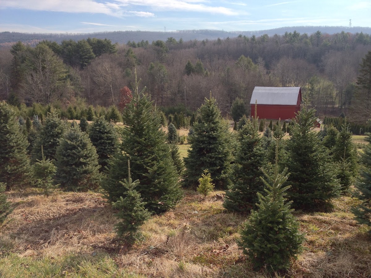 Pine Tree Farm LLC in Shavertown, Pennsylvania