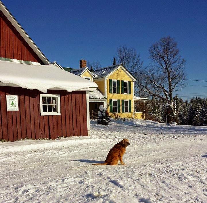 Pineberry Farm in Wheelock, Vermont