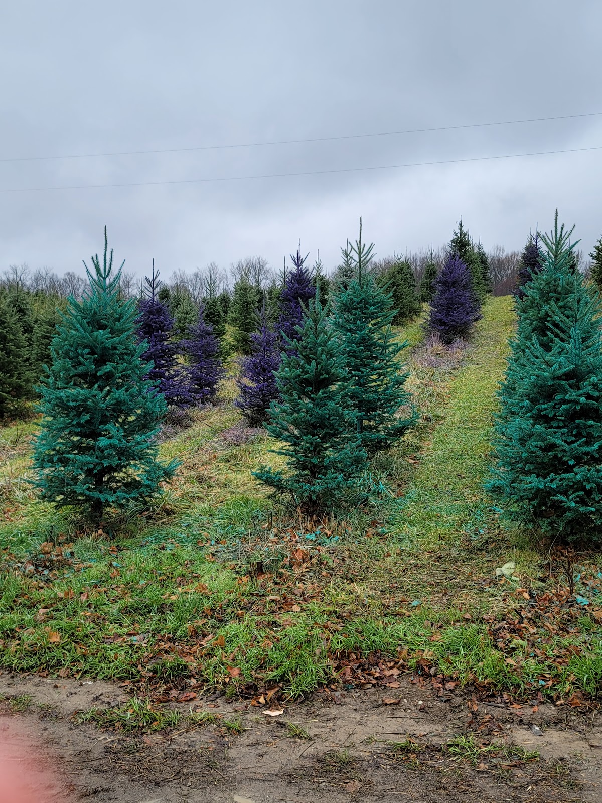 Pinecrest Christmas Tree Farm in Galien, Michigan