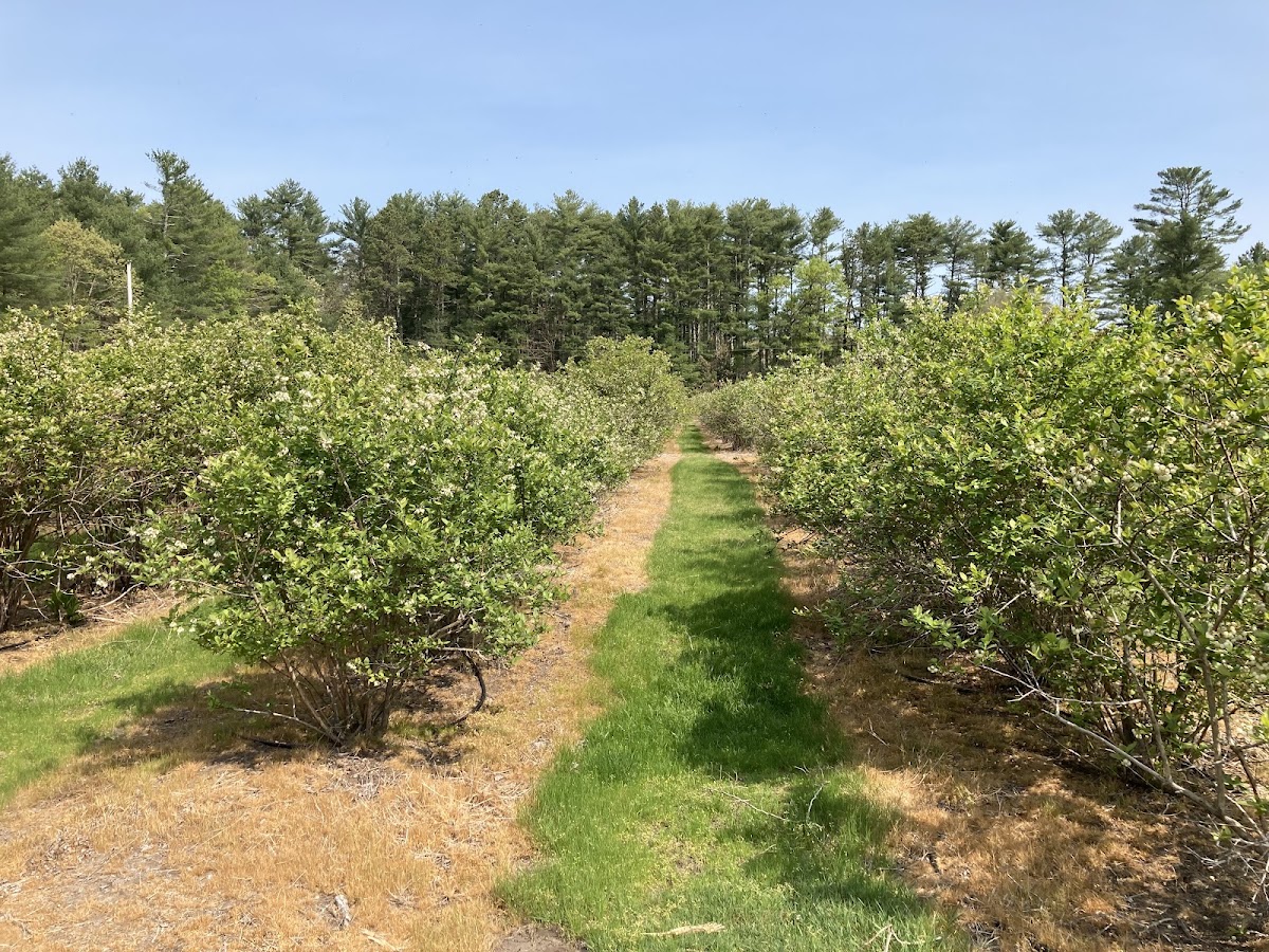 Pinecrest Farm in Richmond, Rhode Island