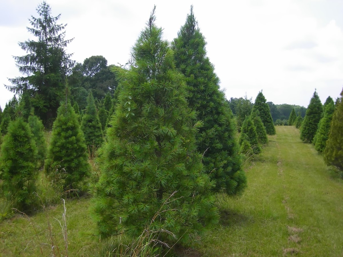 Pinetop Farm in Salisbury, North Carolina