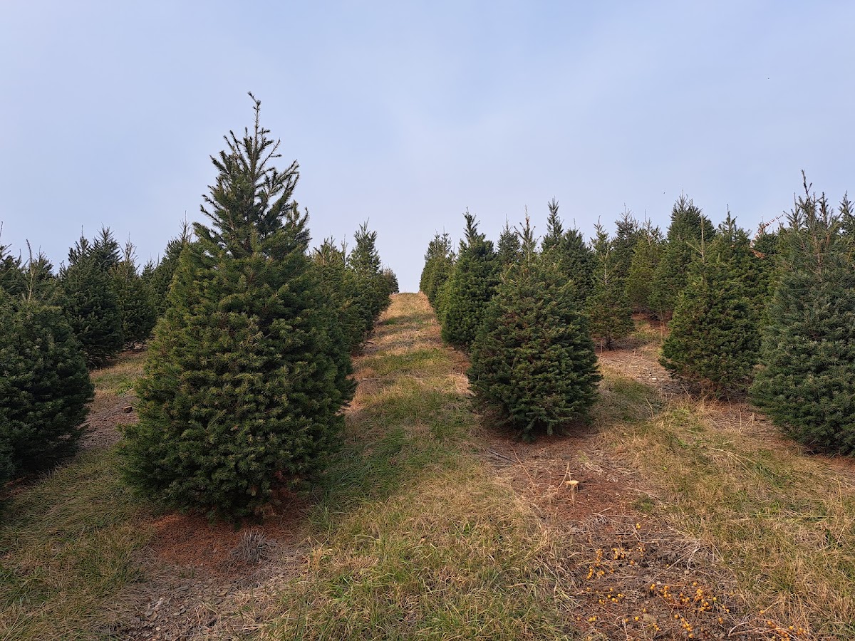 Pioneer Evergreen Farms in Orwigsburg, Pennsylvania