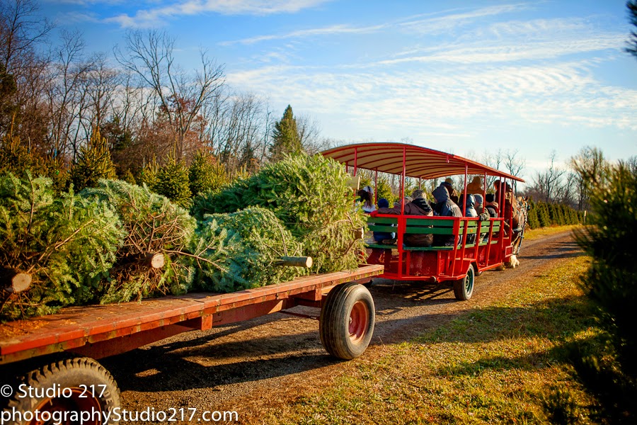Pioneer Trails Tree Farm in Poland, Ohio