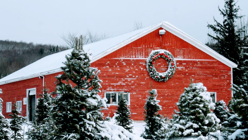 Piper Mountain Christmas Trees in Newburgh, Maine