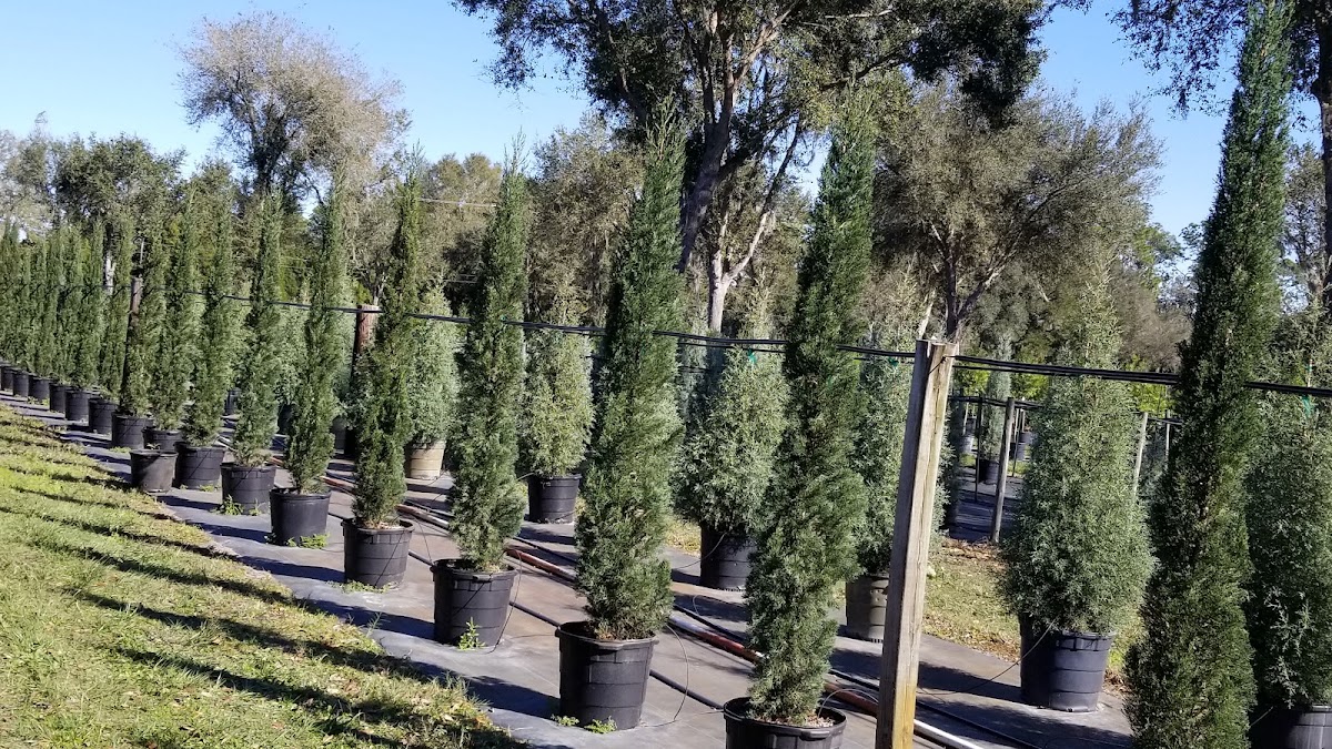 Plant City Tree Farm in Plant City, Florida
