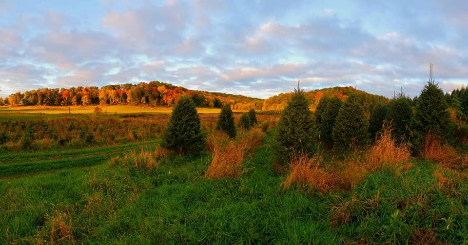 Pleasant Valley Tree Farms in Elk Mound, Wisconsin
