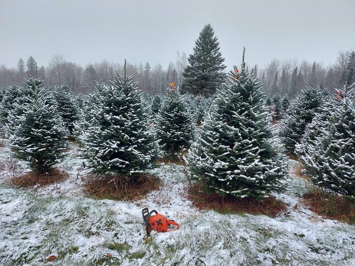 Pleasant View Tree Farm in Freeport, Maine
