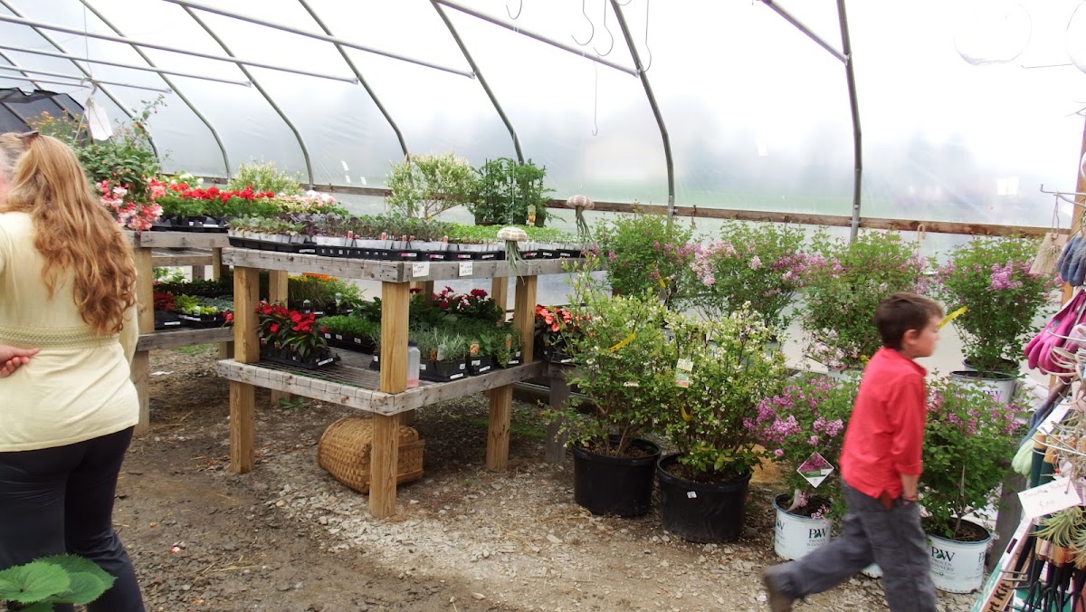 Pleasant View Tree Farm in Hodgdon, Maine