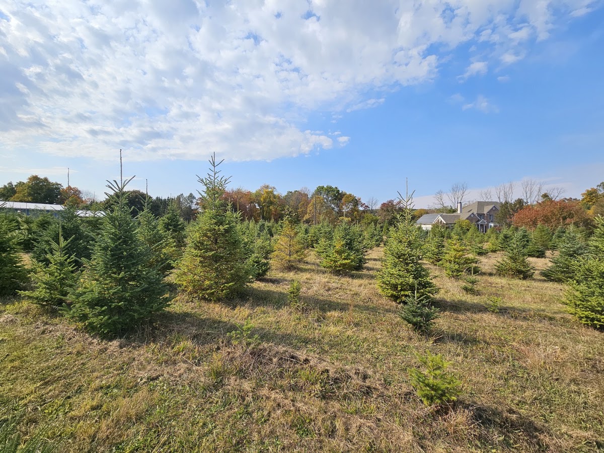 Plut's Christmas Tree Farm in Washington Township, New Jersey