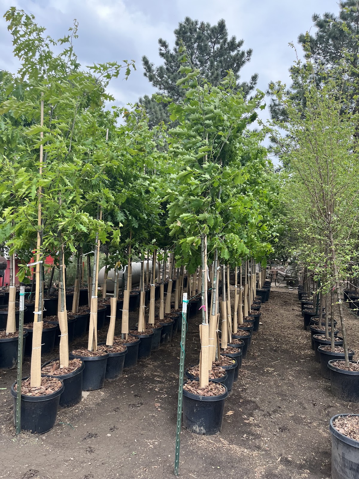 Ponderosa Tree Farm & Nursery in Ogallah, Kansas