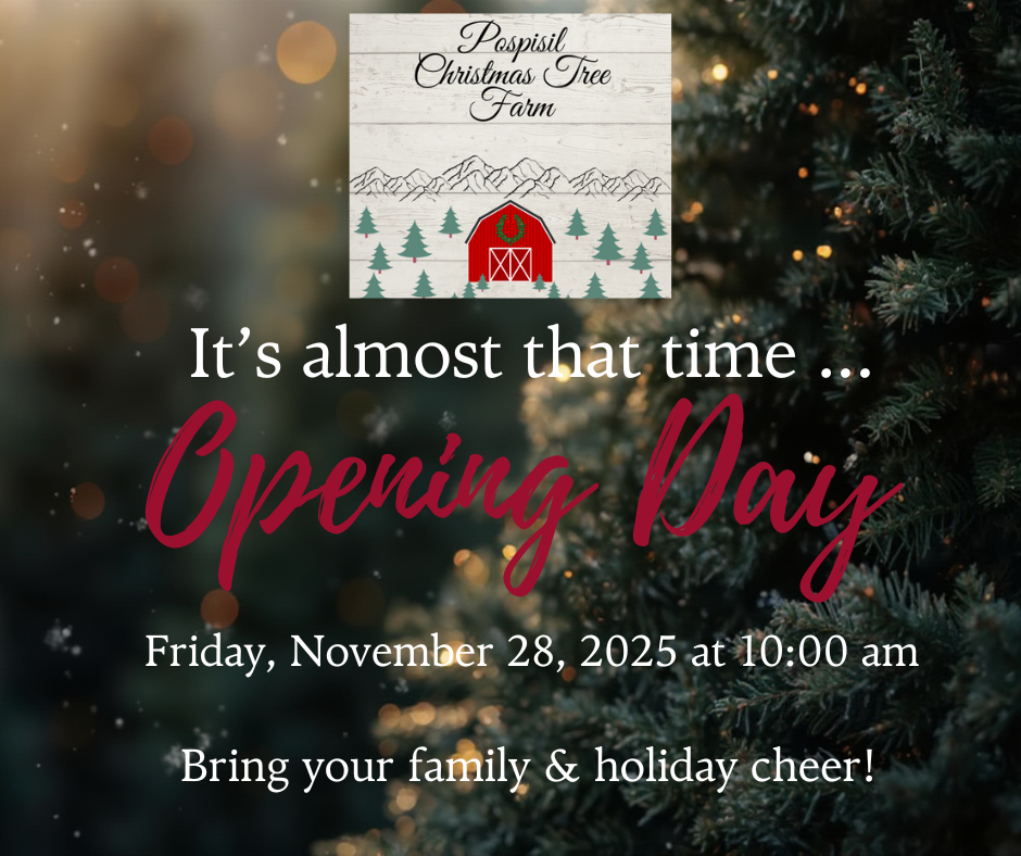 Pospisil Christmas Tree Farm in Ellijay, Georgia