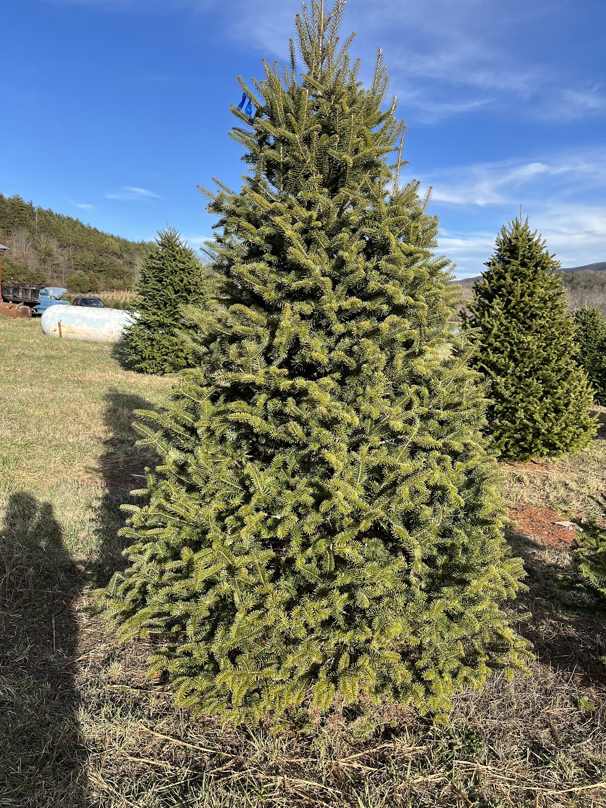 Potts Creek Tree Farm in Waiteville, West Virginia