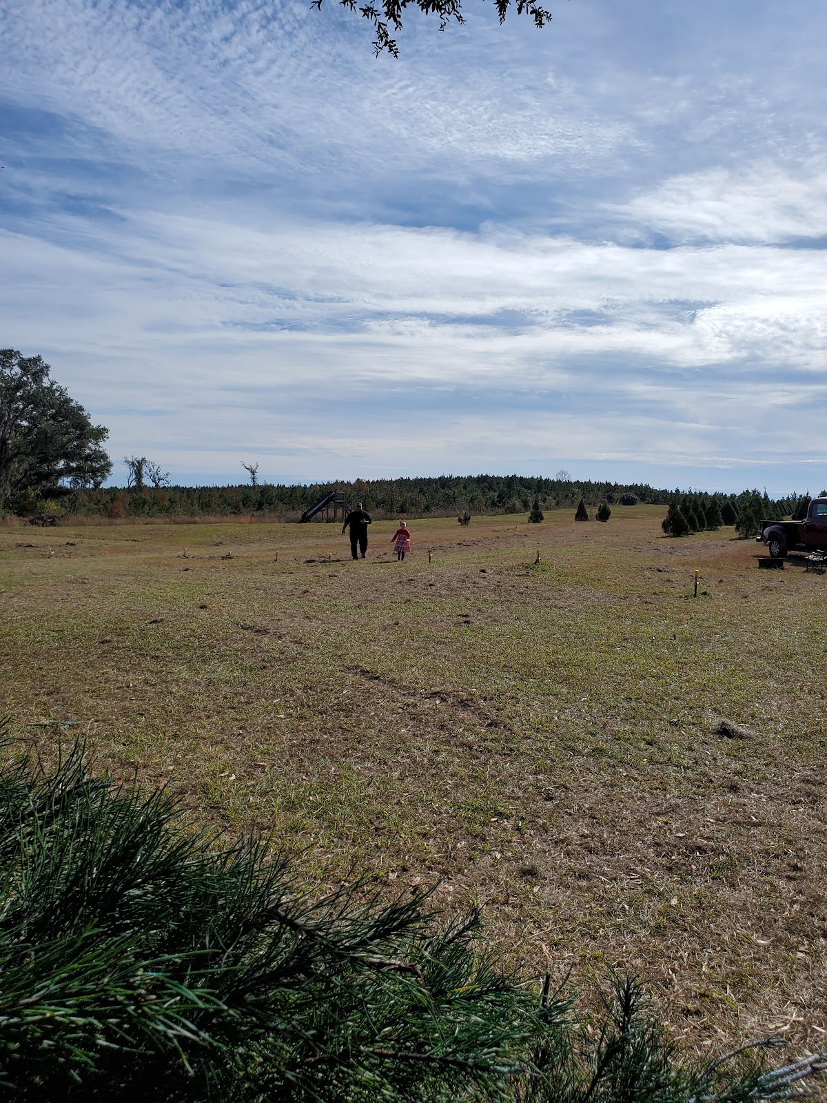 Powell Tree Farm & Vineyard in Sneads, Florida