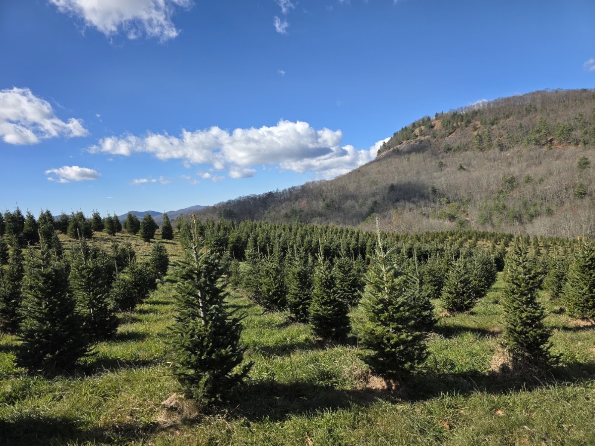 Pressley Tree Farm in Glenville, North Carolina