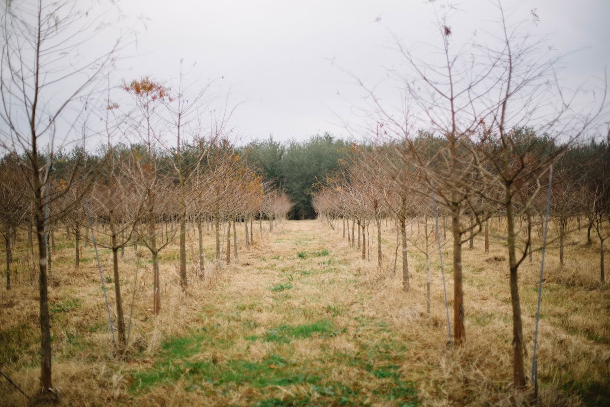 Price Right Tree Farms in Garvin, Oklahoma