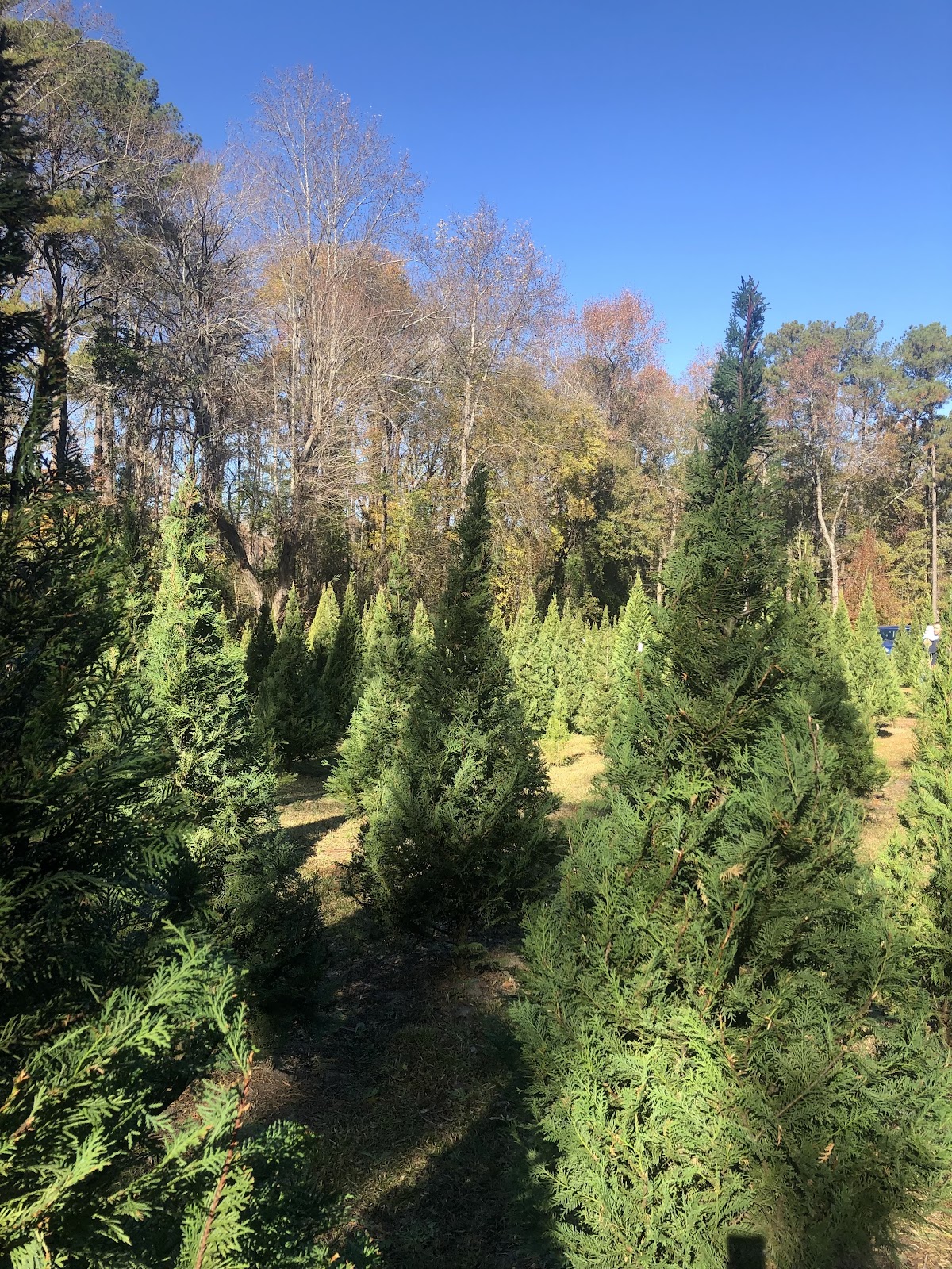 Price's Christmas Tree Farm in Lexington, South Carolina