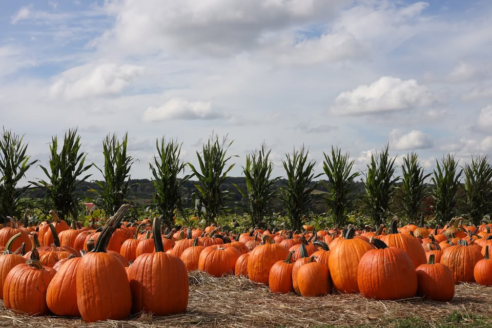 Pumpkinseed Hill Farm of Jones Family Farms in Shelton, Connecticut