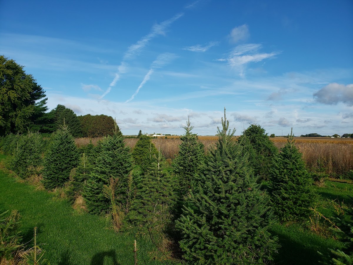 Quality Evergreens in Independence, Iowa