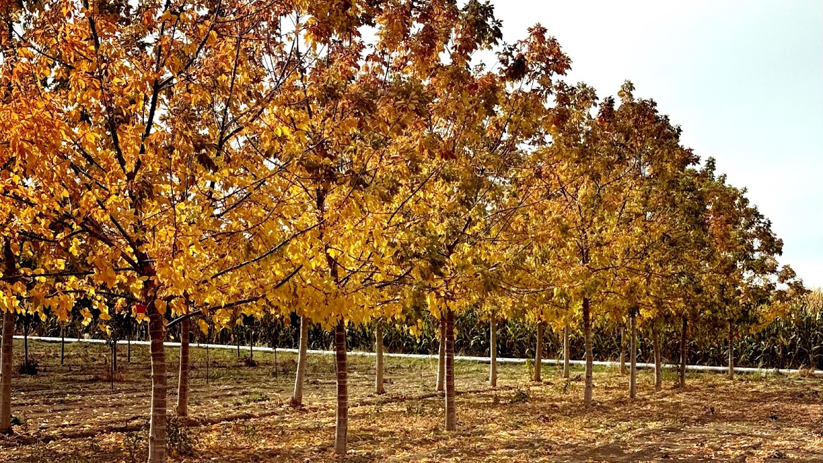 Quality Tree Farm in Filer, Idaho