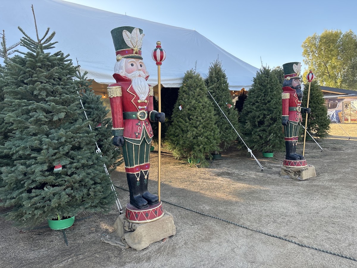 Queen Creek Farm Fresh Christmas Trees in Queen Creek, Arizona