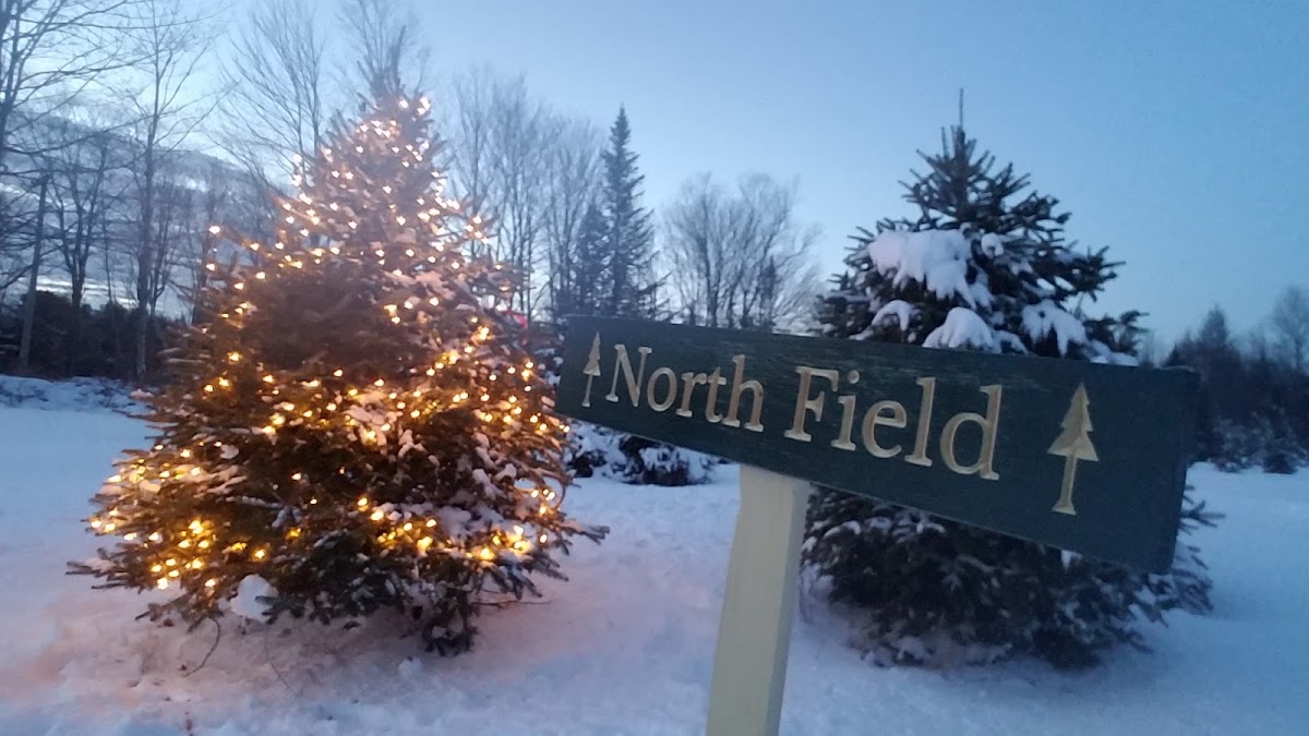 Quinn's Tree Farm in Cornville, Maine