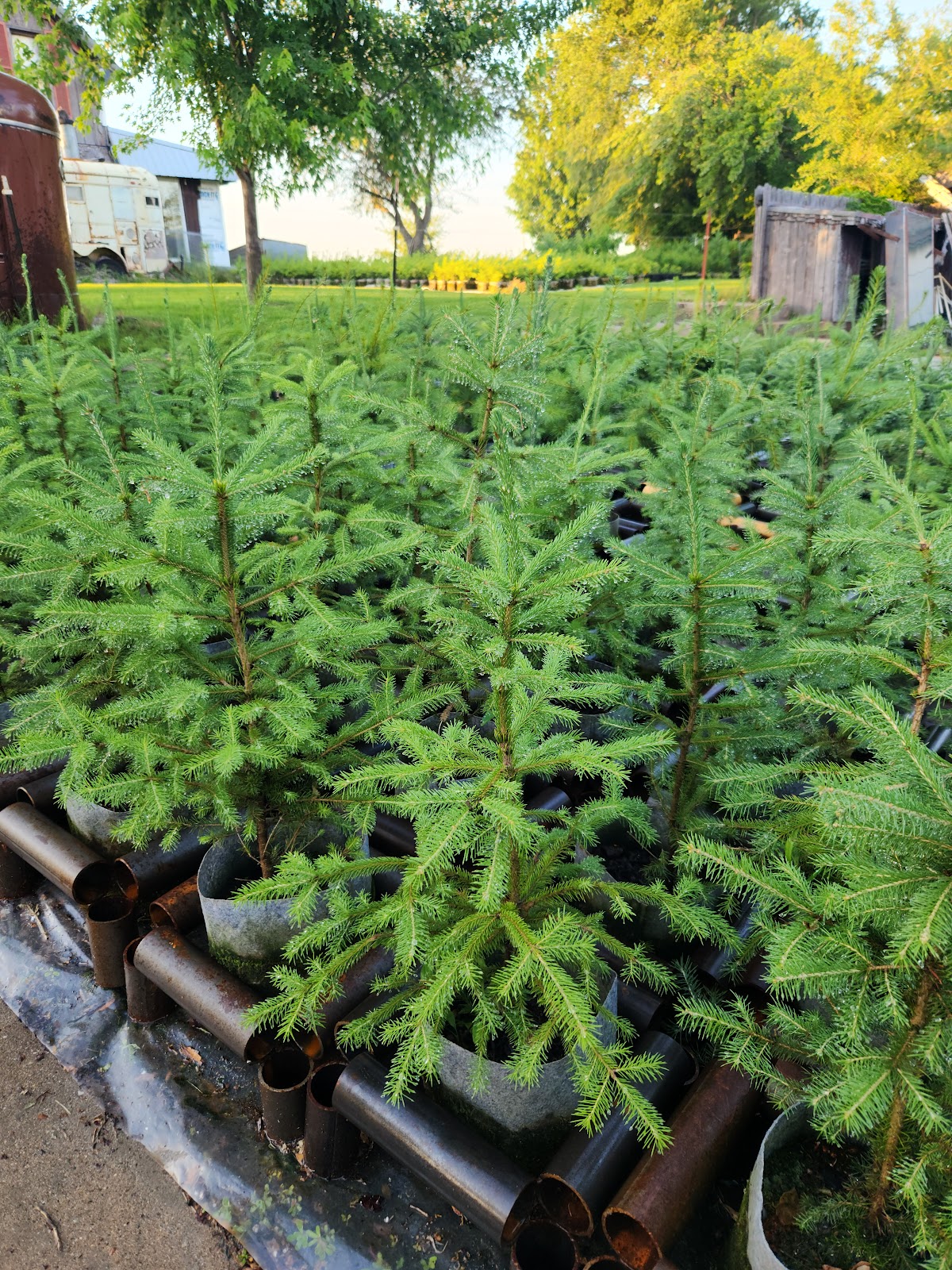 R&S Nursery Tree's in Charles City, Iowa