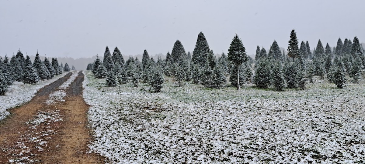 R&S Tree Farm in Neillsville, Wisconsin