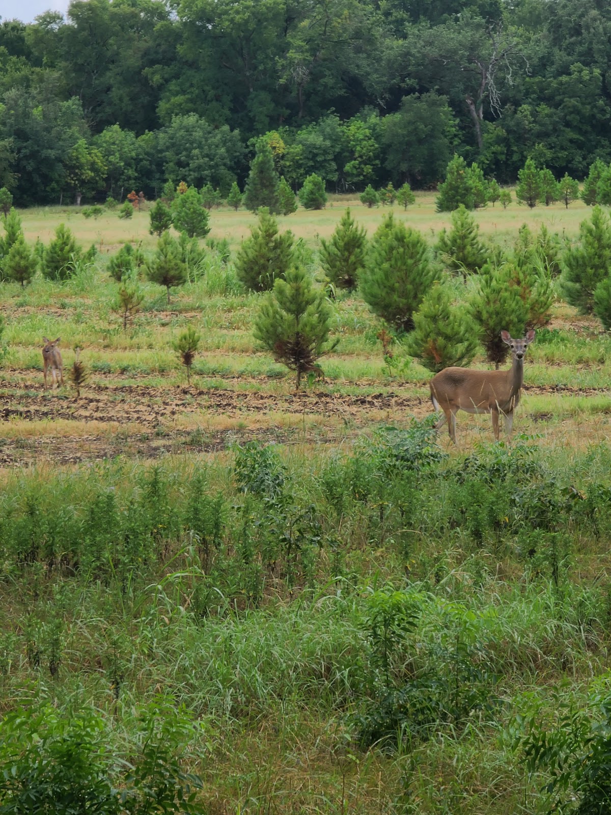 Radde Tannenbaum Farm in Meridian, Texas