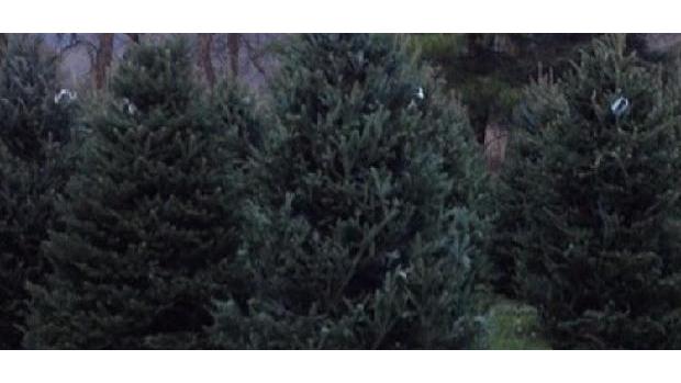 Raley's Tree Farms in Hinckley, Ohio