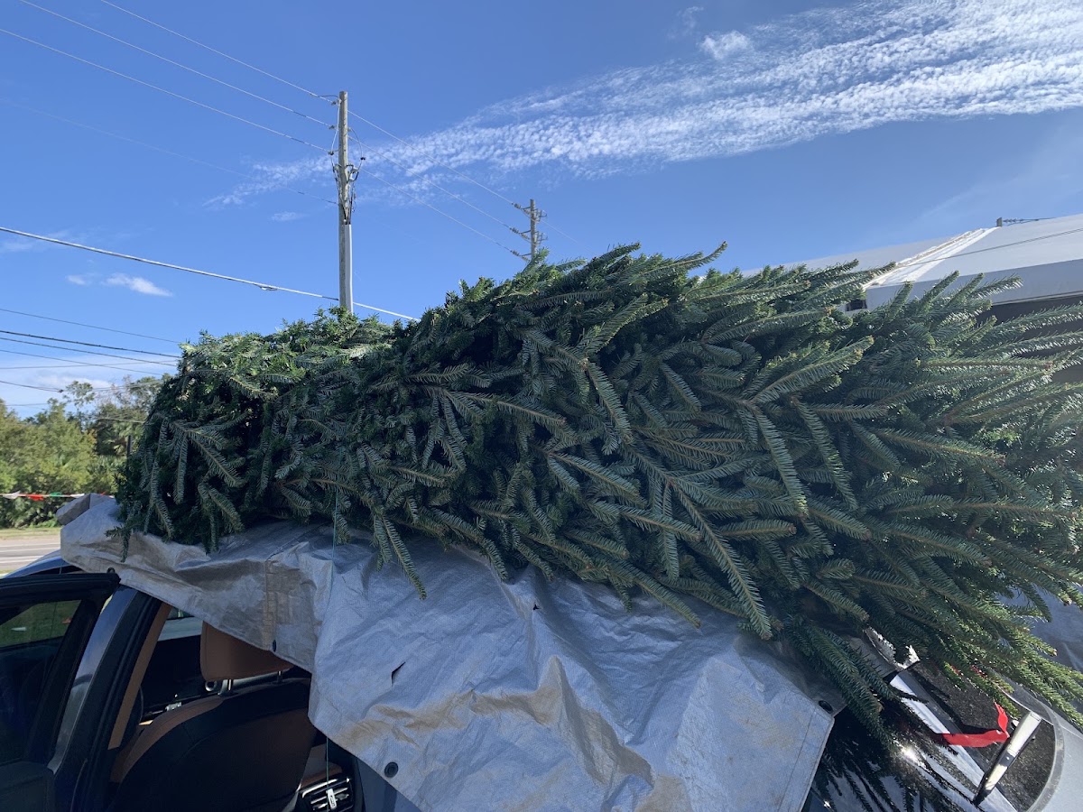 Razzani’s Fresh Christmas Trees in Winter Park, Florida