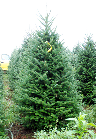 Red Mountain Tree Farm in Deming, Washington