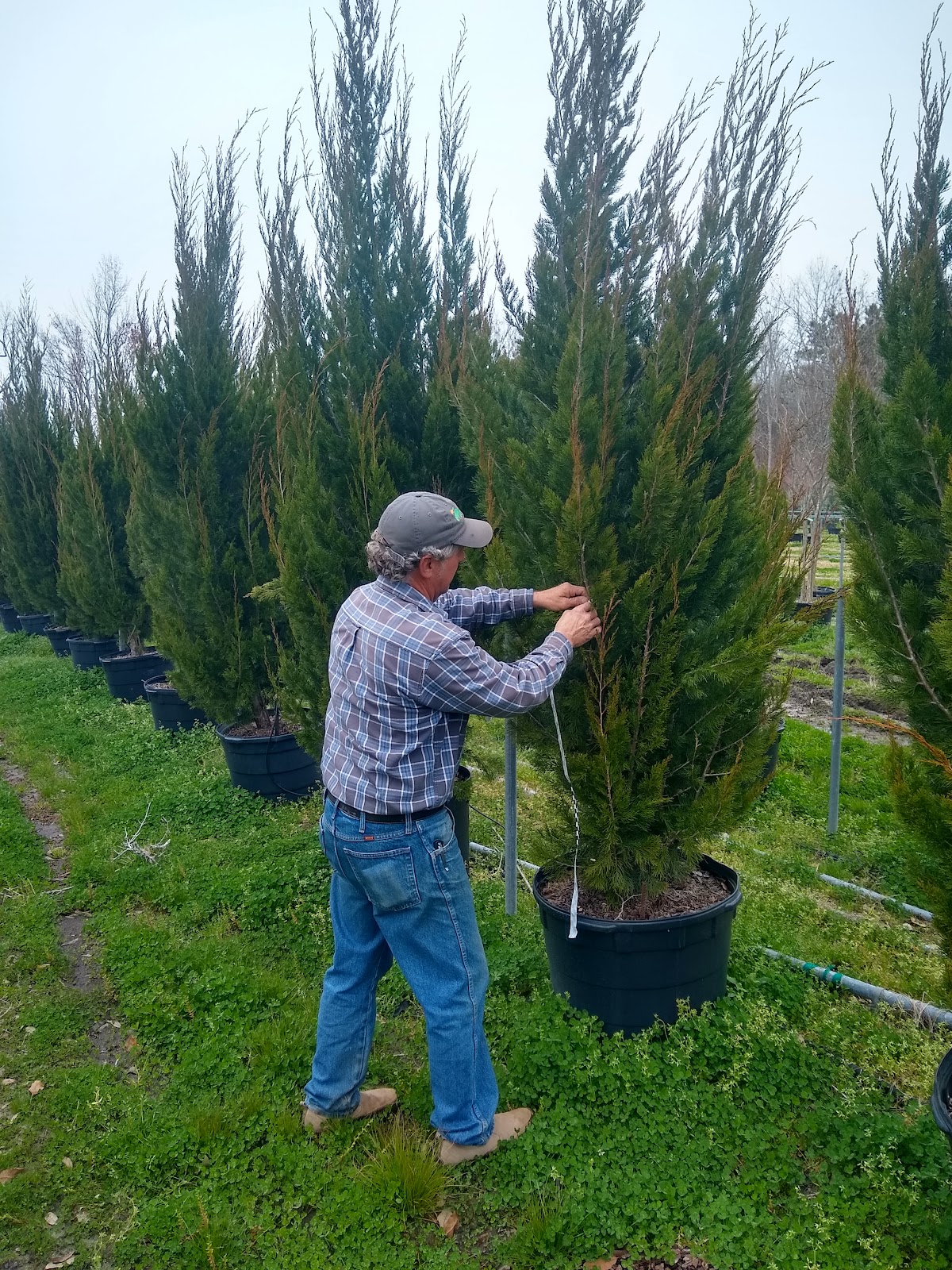 Reevesville Tree Farm in Reevesville, South Carolina
