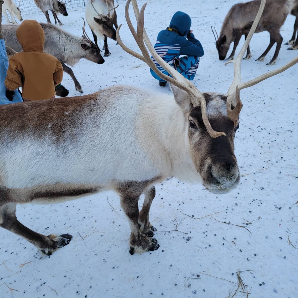 Reindeer Farm in Palmer, Alaska