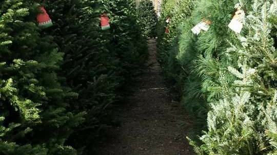 Reindeer Ranch Christmas Trees in Glendale, Colorado