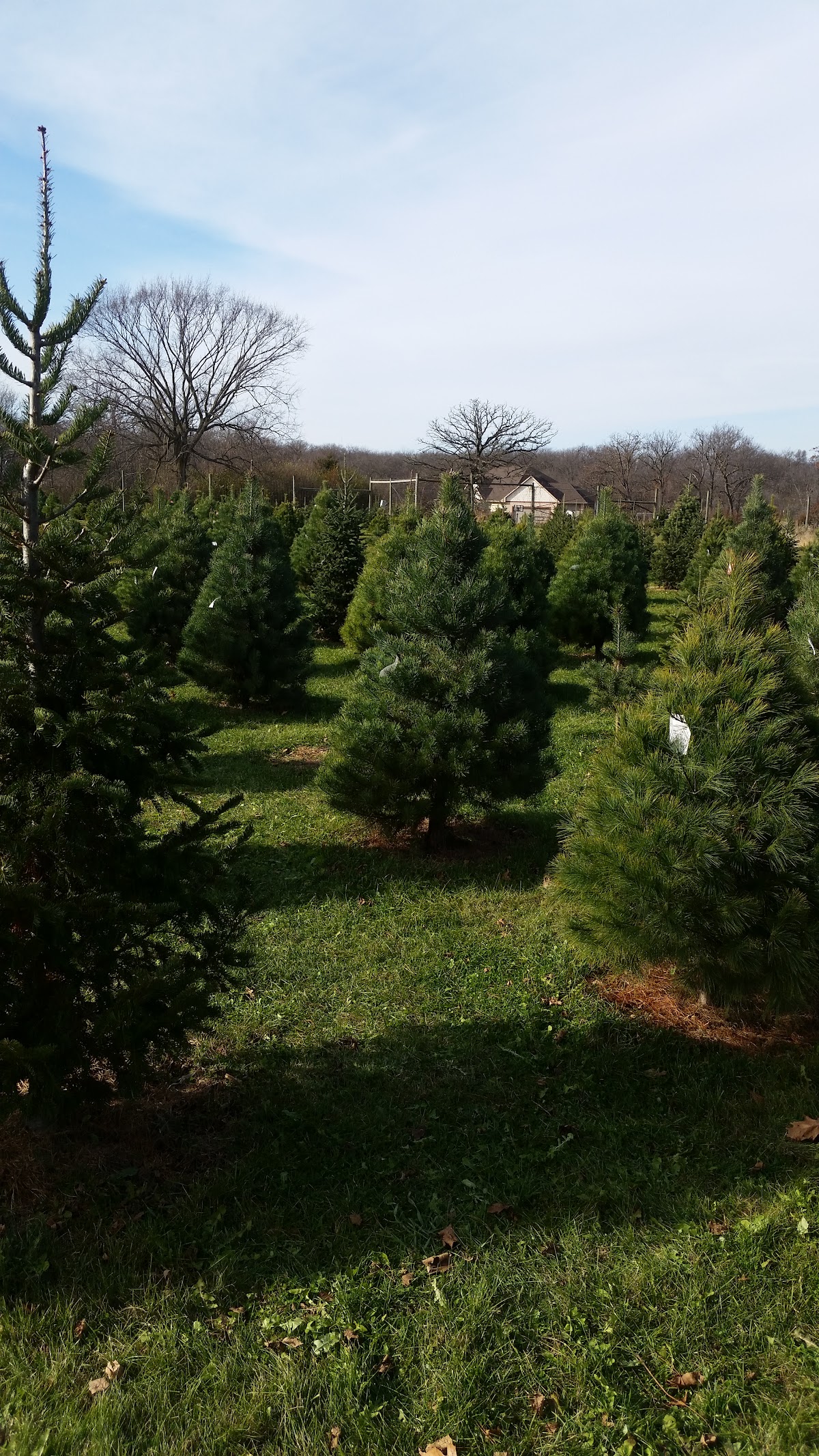 Rettig Tree Farm in Bondurant, Iowa