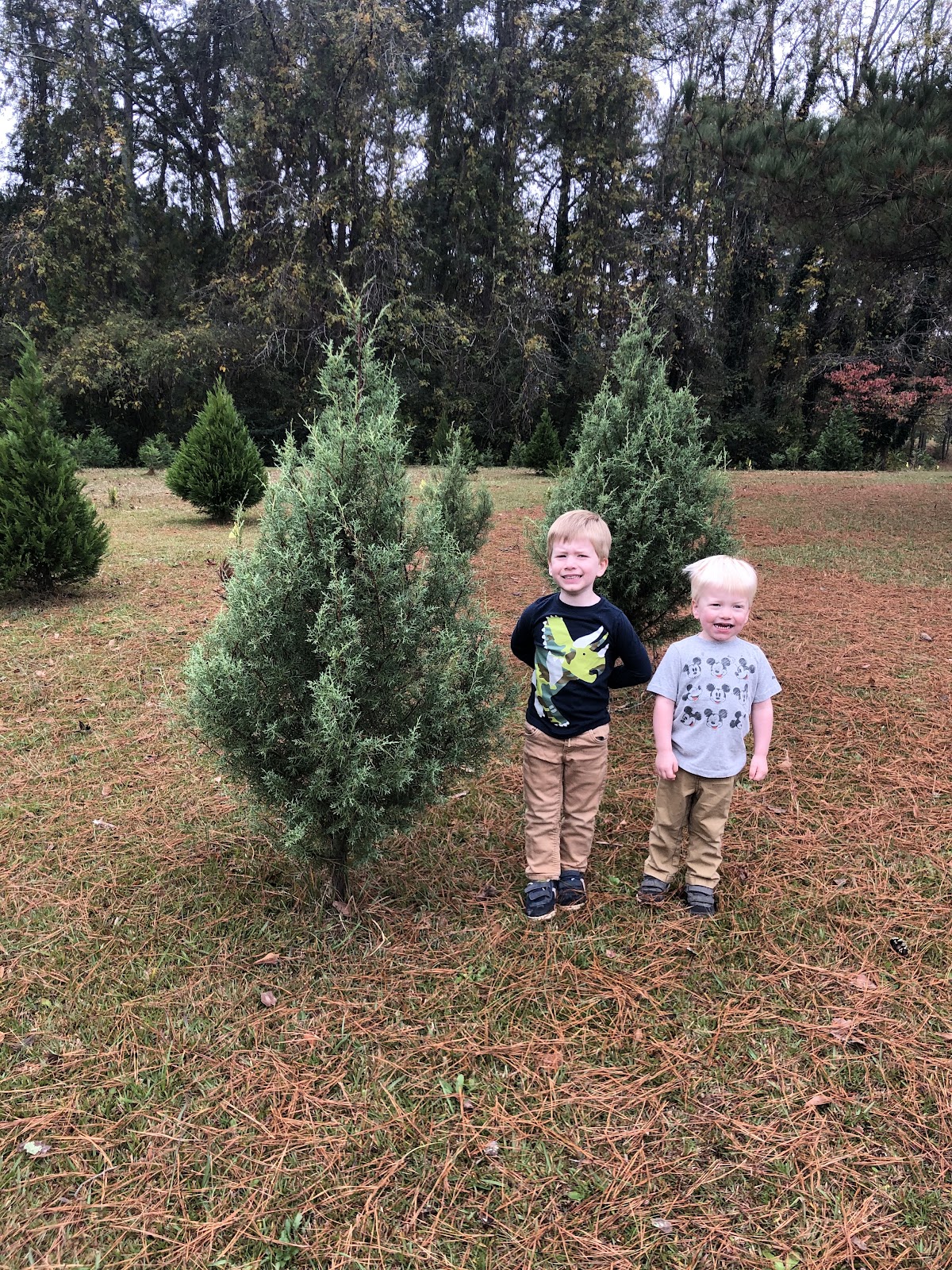 Rex Christmas Tree Farm in Rex, Georgia