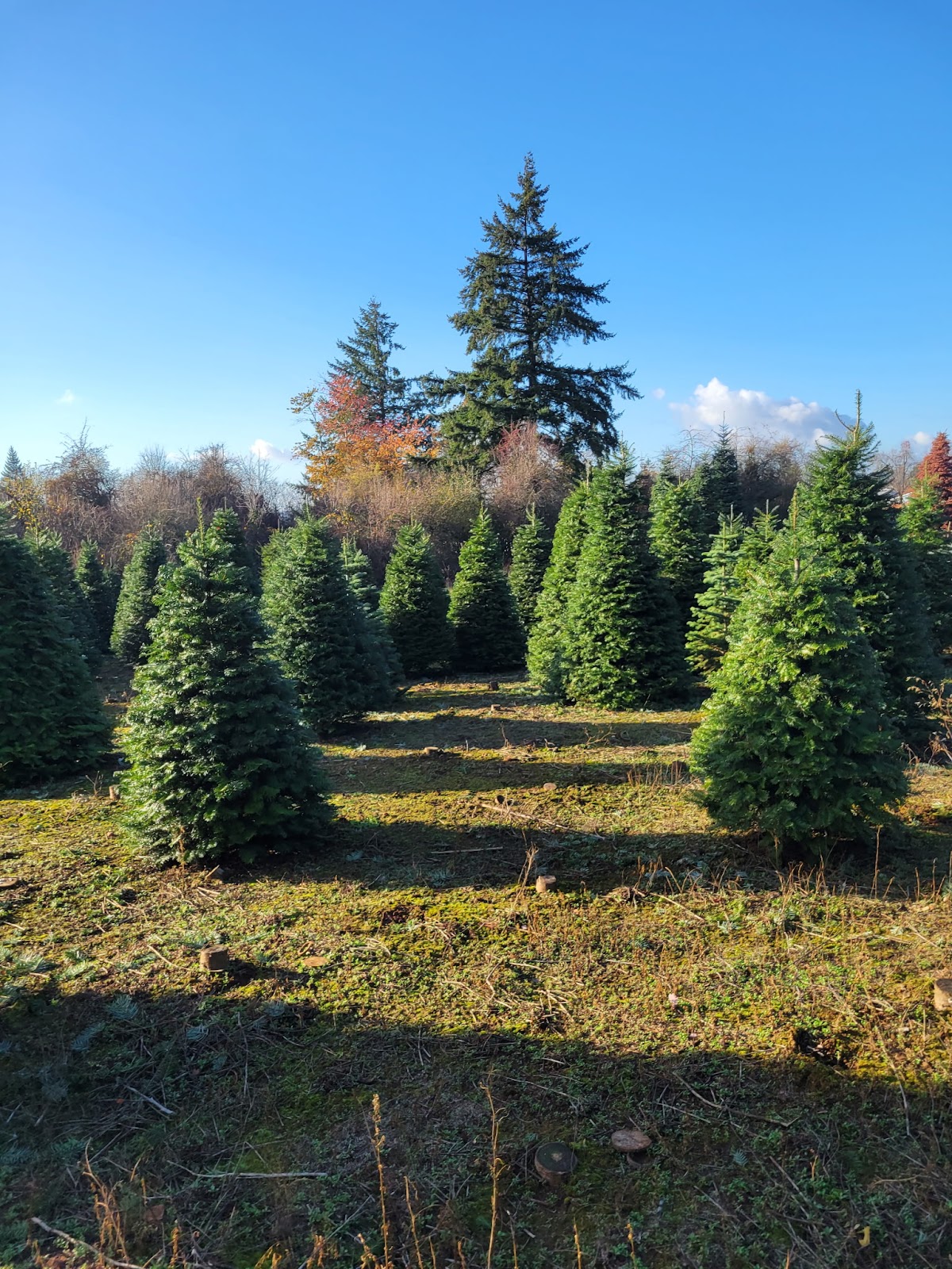 Rhodes Tree Farm in Oregon City, Oregon
